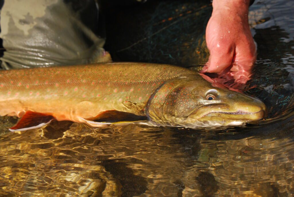 bull trout in water