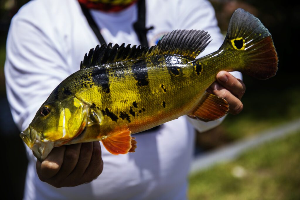 Man holding a Peacock Bass