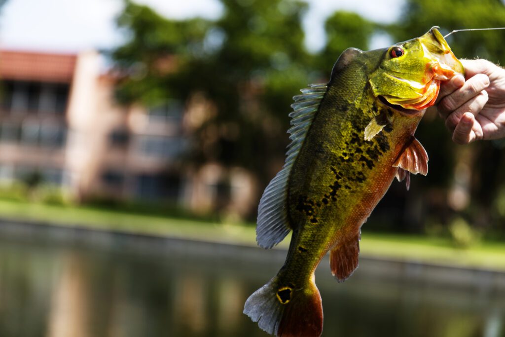 peacock bass hooked on a line