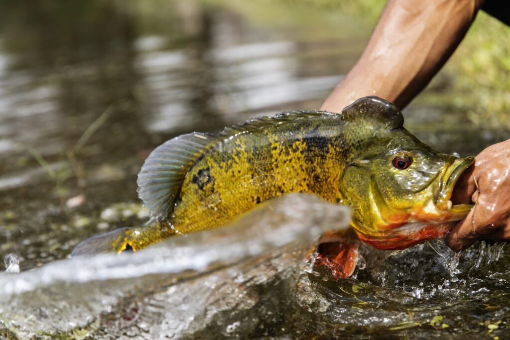 Angler pulling peacock bass out of the water