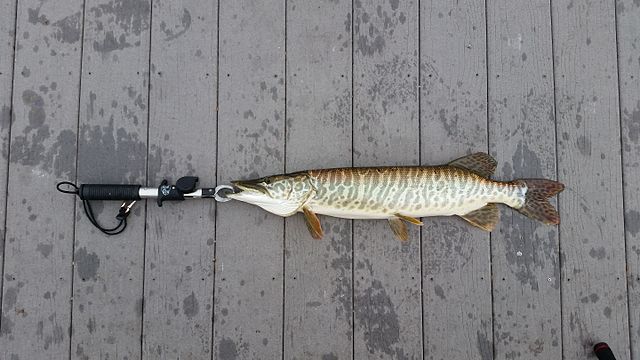 tiger muskie