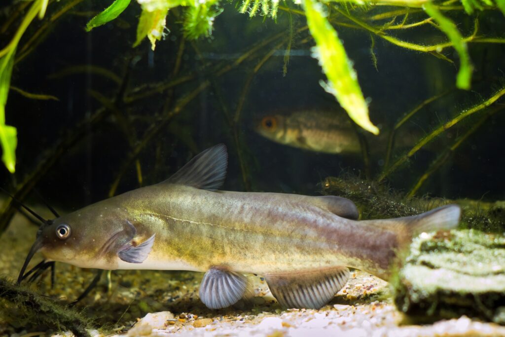 juvenile catfish