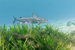 Hardhead catfish swimming above seaweed