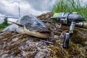 channel catfish vs blue catfish