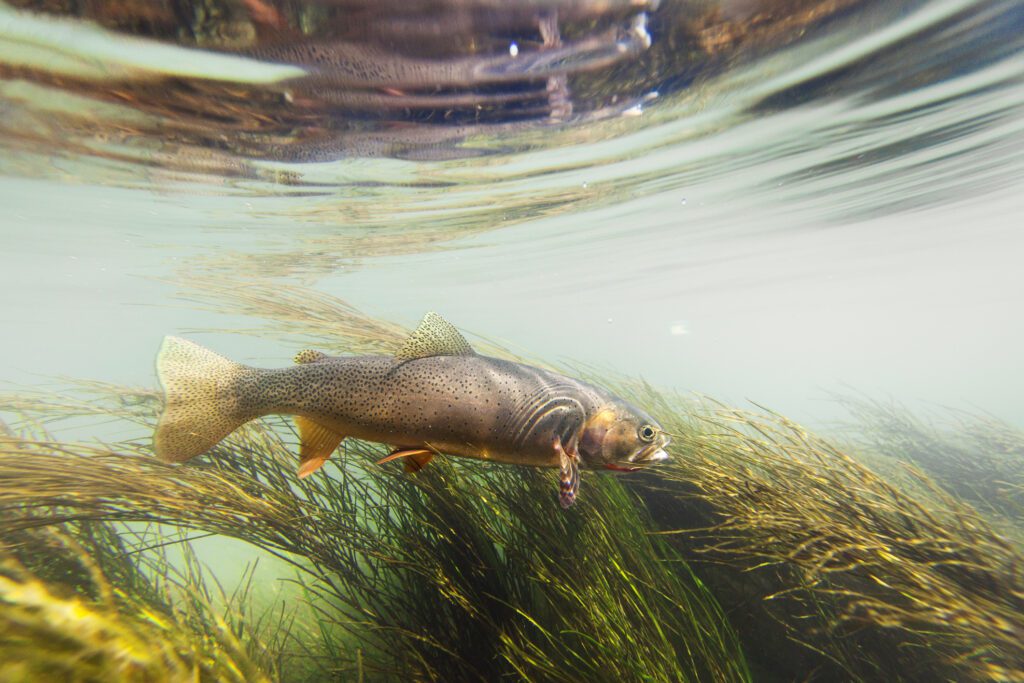 Cutthroat trout swimming against the current