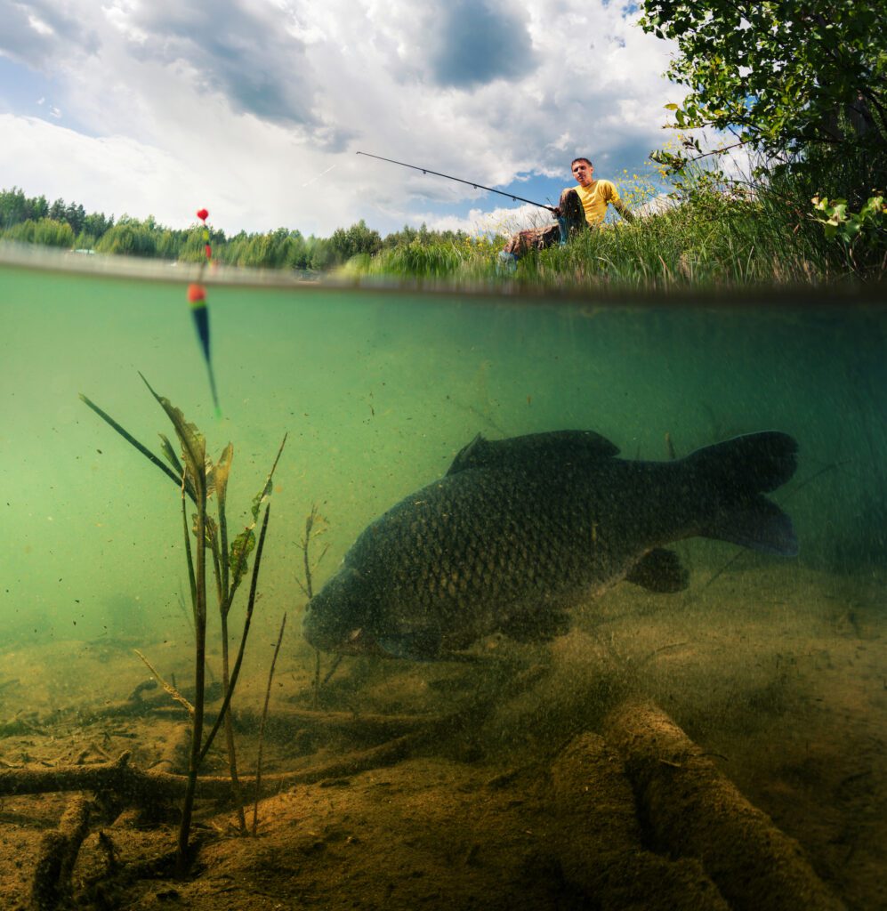 Pond with a carp in it