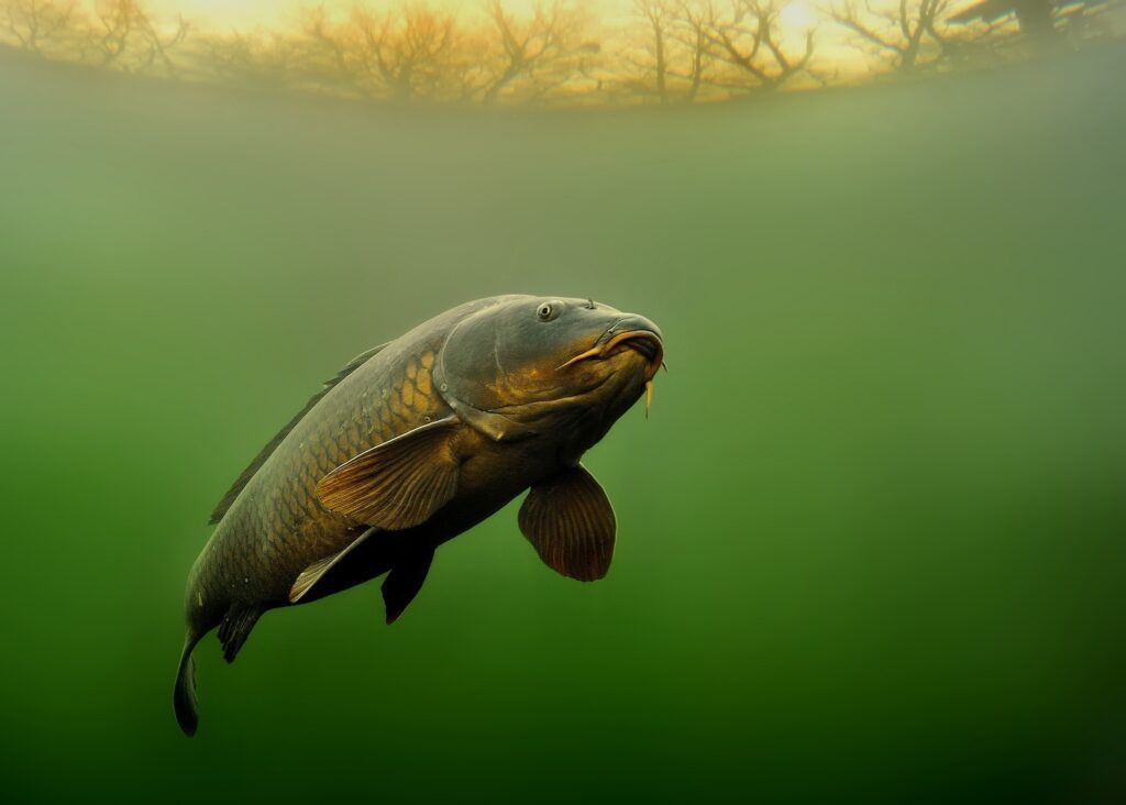 carp in a lake