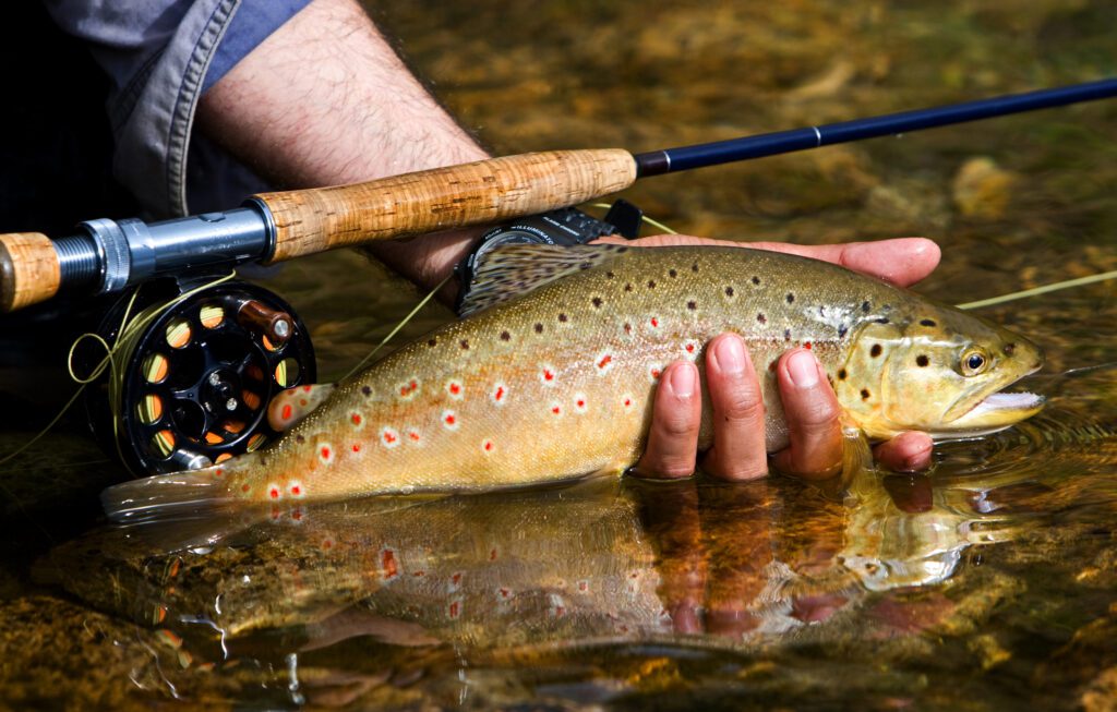 A hand holding a trout in water