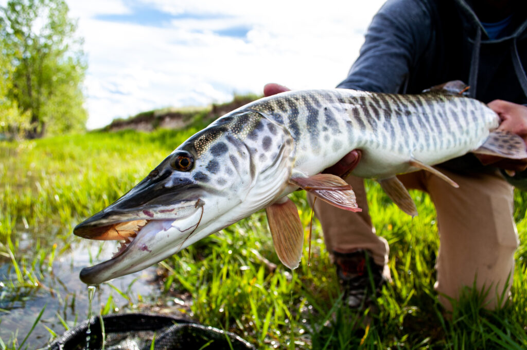 Tiger,Muskie,Caught,And,Released,While,Fly,Fishing,In,Montana