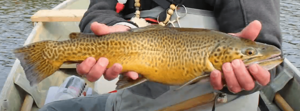Tigertrout