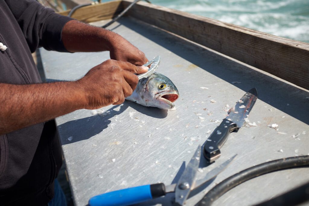 man filleting trout
