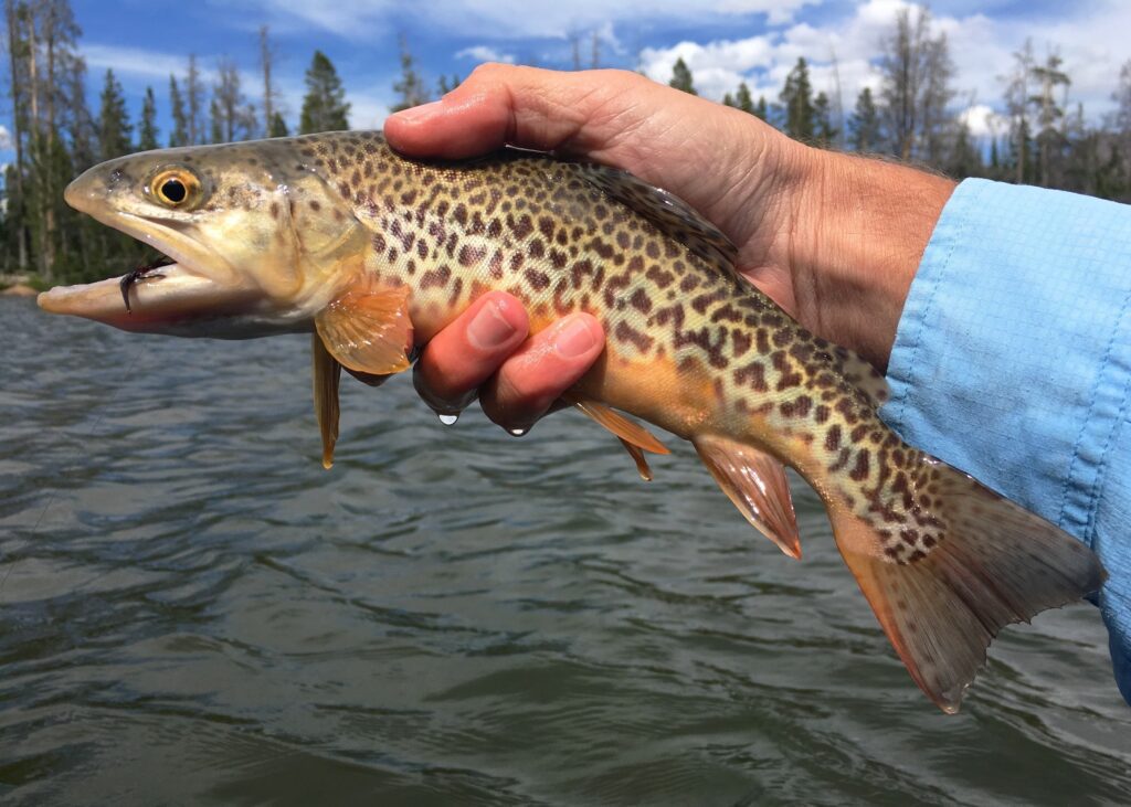 A,Tiger,Trout,