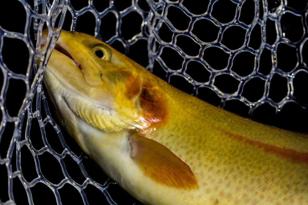 Palomino trout in net