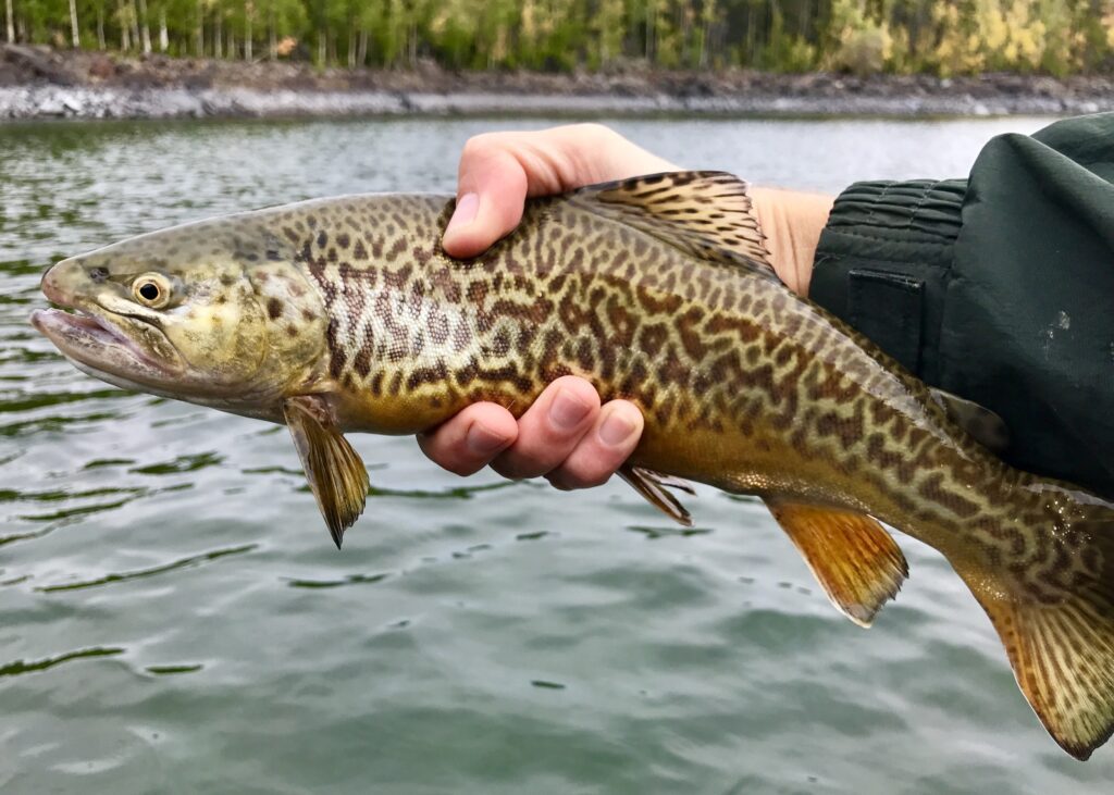 Tiger Trout