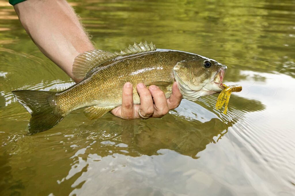 hand holding smallmouth bass