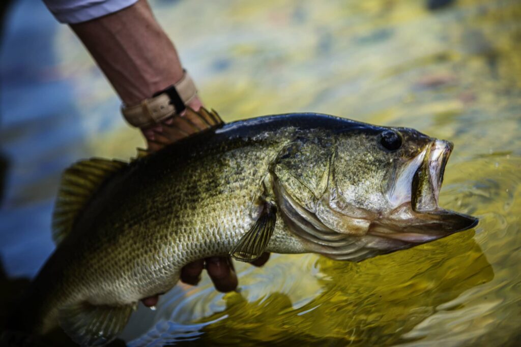 largemouth vs smallmouth bass