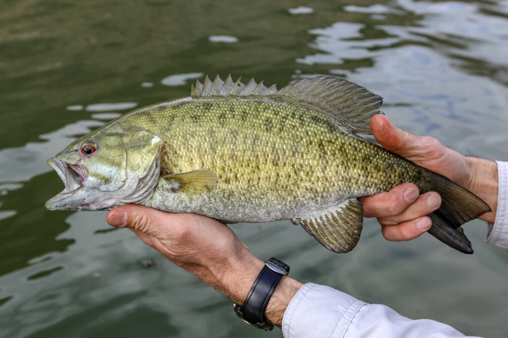 smallmouth bass