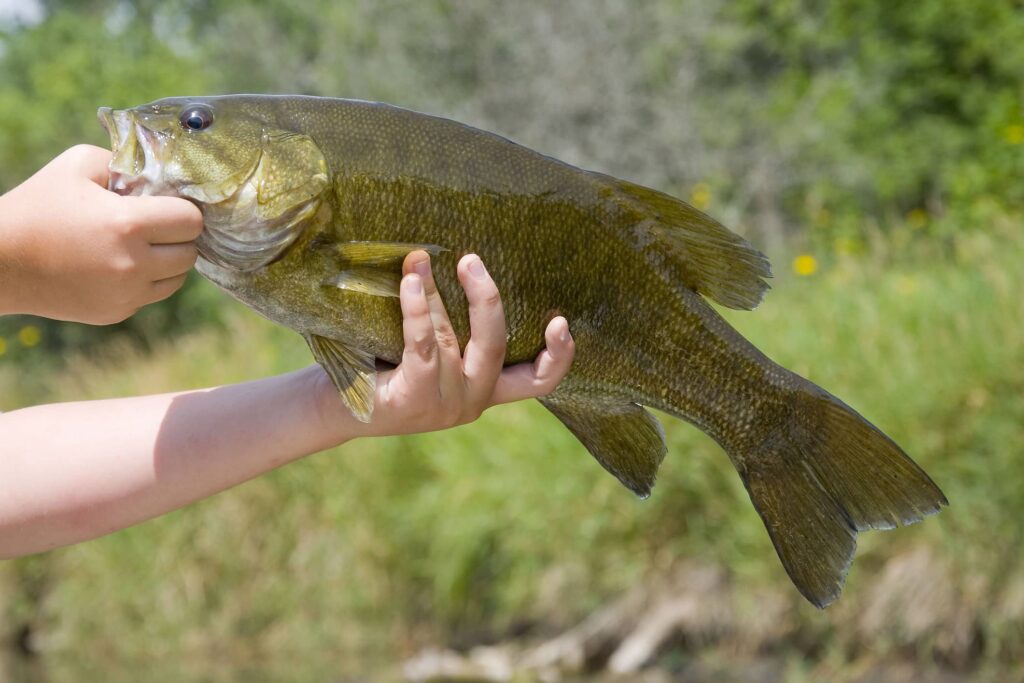 smallmouth bass