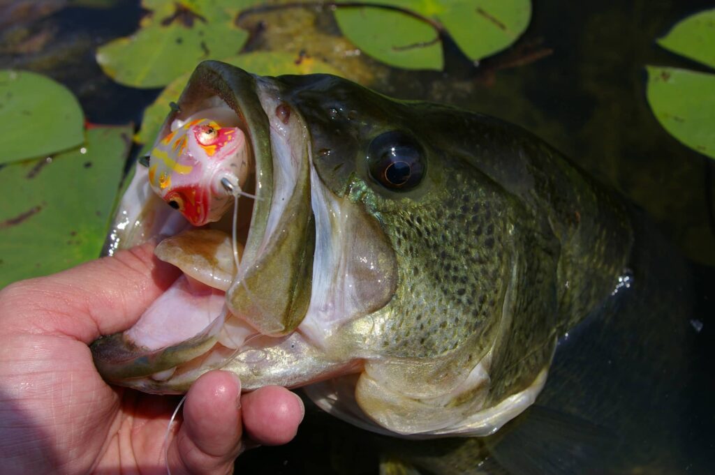 largemouth bass